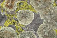 Lichens encroûtants sur rocher